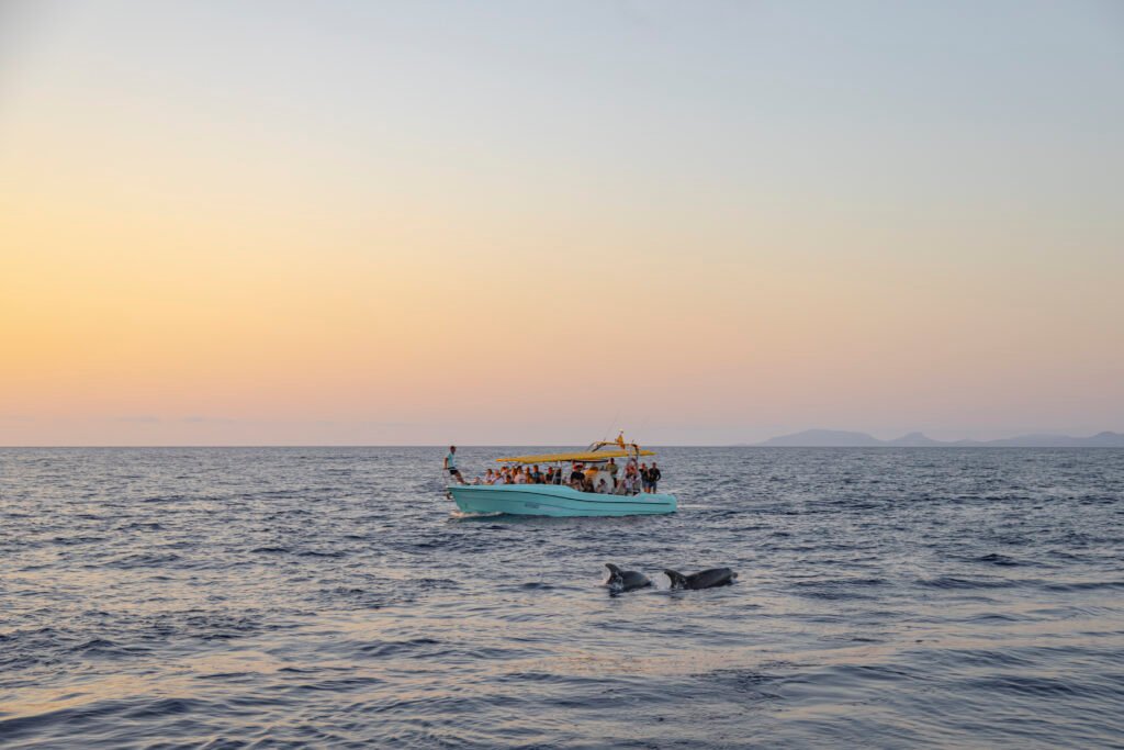 dolphin watch alcudia excursion