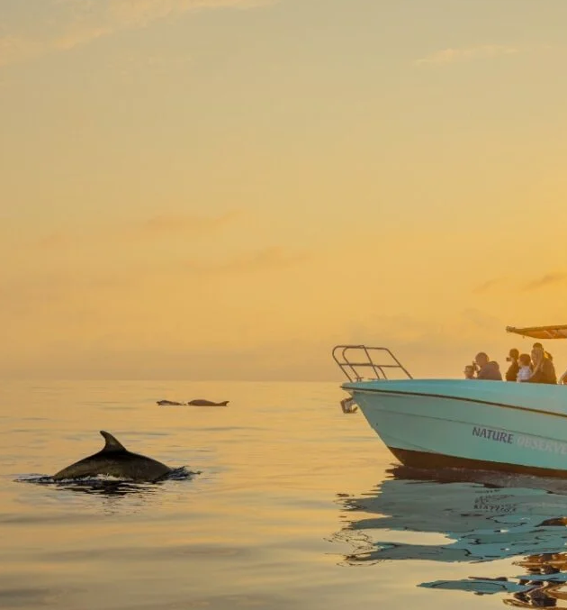 Dolphin Experience Mallorca