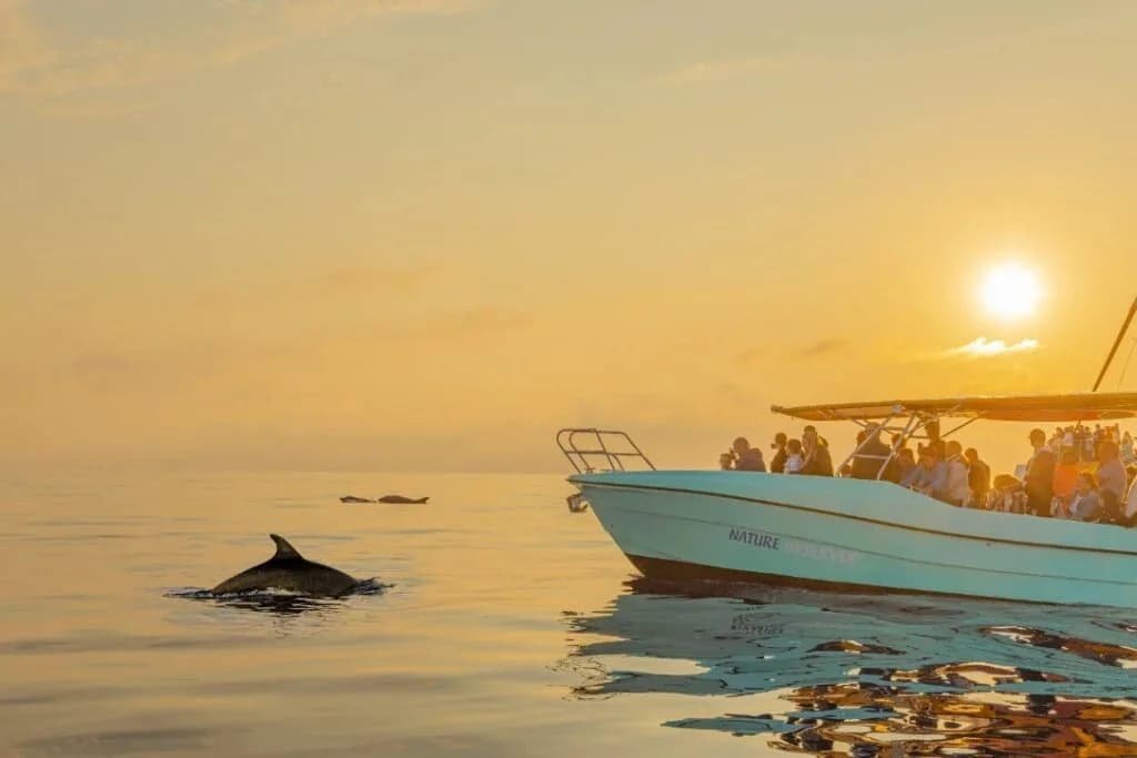 Dolphin Experience best boat trips alcudia